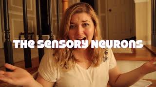 Motor Neurons Vs Sensory Neurons [upl. by Ociredef]