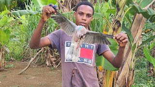 Catch Ñ Cook ringtailed pigeons in the hills 🐦 [upl. by Hgeilyak]