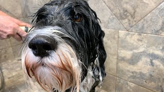 Training Your Portuguese Water Dog to Manage Prey Drive [upl. by Skees]