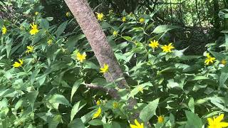 Native PlantsWoodland Sunflower [upl. by Kcirrem]