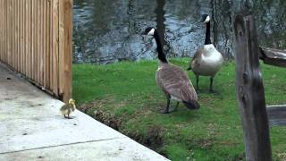 Bird Fight Canada Geese vs Swan HD [upl. by Dorison717]