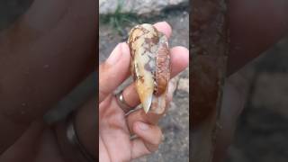 Conus Geographus😍seafood youtubeshorts [upl. by Letch]