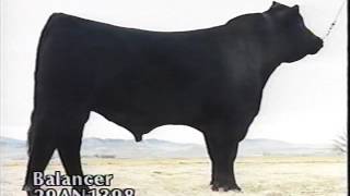 ABS Beef Sires 1994 [upl. by Enetsirhc]