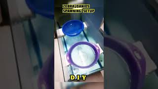 HOW TO breed ZEBRA DANIOS THE MOST EASY WAY  DIY spawning setup [upl. by Elrae453]