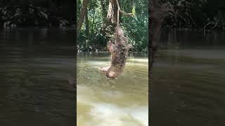 🦥ThreeFingered Sloth Hanging Over a River in Costa Rica [upl. by Erdnassak95]