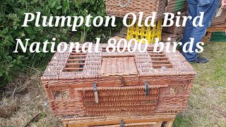 Plumpton Old bird National 8000 Birds [upl. by Hedda184]