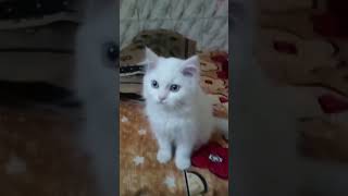 Baby Snowbell Cat [upl. by Ryan807]