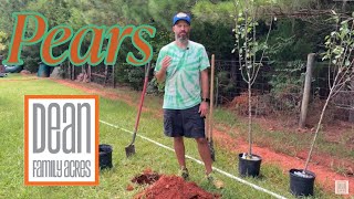 Planting Pear Trees Asian and European  Ep 53 Kieffer Bartlett giantolympic [upl. by Garrard262]