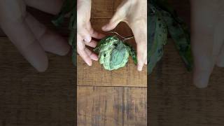 So delicious Cherimoya ASMR Cutting Real Fruits asmrcutting asmrshort cuttingfruits fruticutting [upl. by Erich726]