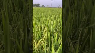 Hybrid 702 Waleed AgriFarm Rice Crop farming riceproduction agriculture nature hybridvigour [upl. by Zampino]