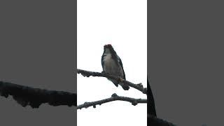 Bird call  Baby scarlet backed flowerpecker calling parent [upl. by Nahtan387]