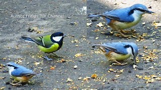 Cute birds  Eurasian Nuthatch and Great Tit Song [upl. by Mazonson]