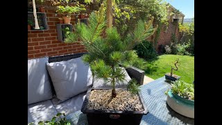 Bonsai Repotting of root bound Pinus parviflora glauca the 5 needle pine [upl. by Laurita]