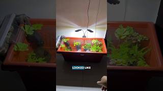 Mini Pond Setup🏊 aquarium plants fish garden [upl. by Kornher622]