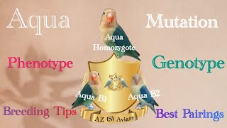 Love bird Aqua Mutation breeding tips  Aqua phenotype  Genotyps  lovebird breeding setup [upl. by Angelia]