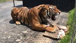 Alcyone A Siberian Tiger Growling At A Caretaker Not At Me [upl. by Ecraep]