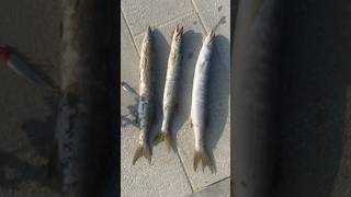 Lure Broken by Barracuda Attackbarracudafishingfishingvideofishinglifeshortsfishingvideo [upl. by Durrell193]