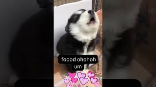 Dramatic Siberian Husky puppy howling Funny videos Funny dogs Cute Animalsdogvideos huskysinging [upl. by Siramad]