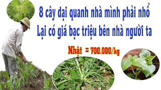 8 loài cỏ dại có giá trên trời tại nước ngoài mà người Việt lại nhổ vứt đi phí của trời cho [upl. by Aicelef875]