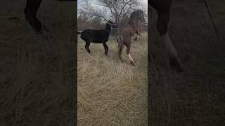 Best Wild Horse Mare Revolutionizing Young Foals animals horse [upl. by Uziel]