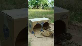 New Creative Unique DIY Quail Trap shorts  Make Traps [upl. by Miun74]