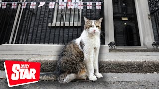 Larry the Cats Downing Street best moments [upl. by Ydnyc]