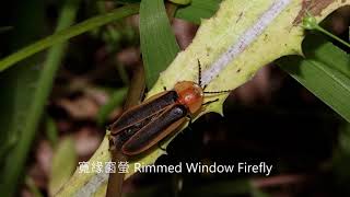 寬緣窗螢 Rimmed Window Firefly [upl. by Eenej]