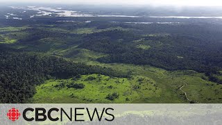 Amazon rainforest in focus at COP27s biodiversity day [upl. by Eelrak379]