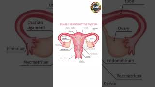 female reproductive system arbindmedicaleducation [upl. by Ahsac]