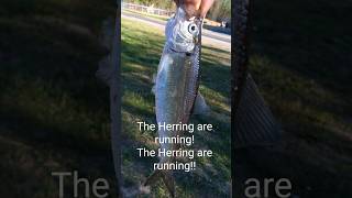 Fishing Adventures at Canarsie Pier Brooklyn brooklyn fishing pierfishing [upl. by Hoskinson]