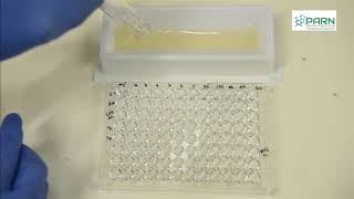 MIC by Microbroth dilution method [upl. by Gisela396]