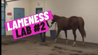 Lameness Lab 2 Is this horse lame [upl. by Neelrihs413]