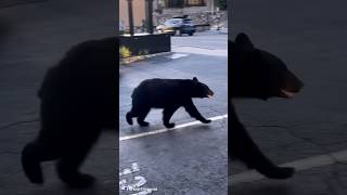 Gatlinburg Tennessee Black Bear Walking The Street [upl. by Maiocco]