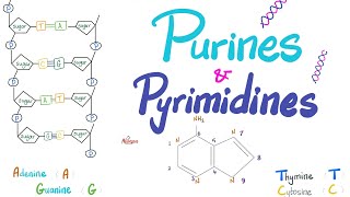 213 Nucleotides and Nucleic Acids d iThe structure of DNA [upl. by Aram]