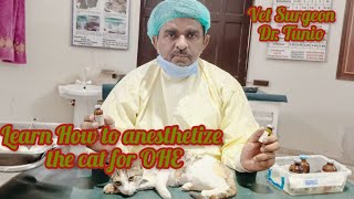 Learn How to anesthetize the cat for OHE drtunio cat  anesthesia [upl. by Matthei]