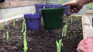 Planting your new Cypripedium Reginae [upl. by Kwasi688]