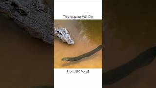 This Alligator Will Die From 860 Volts [upl. by Aisatna]