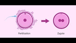 What is Zygote   Essential Science  Terms [upl. by Sander]