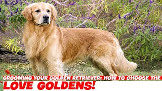 Grooming Your Golden Retriever How to Choose the Right Tools [upl. by Streeter]