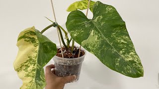 Philodendron Domesticum Variegated  Repot [upl. by Hasin]