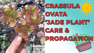 Crassula Ovata Jade Plant Money Plant Care amp Propagation [upl. by Ennoved]