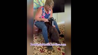 Standard poodle puppy training Blaze Update [upl. by Enialem]