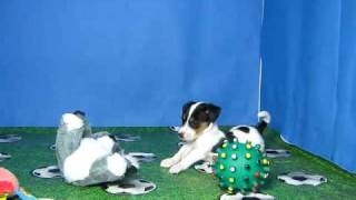 Jack Russell Terrier Macho STA REF200 4 [upl. by Pamela]