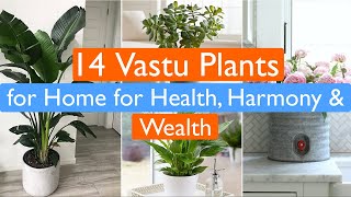 14 Vastu Plants for Home for Health Harmony and Wealth [upl. by Pearla]