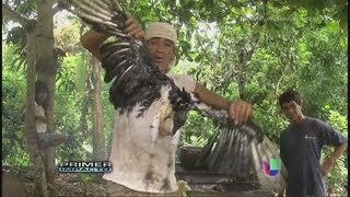 Un hombre en Ecuador deleita su paladar con buitres o gallinazos [upl. by Golden]