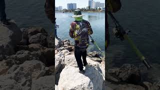 Milkfish  Bangus  Al zohra Ajman  Fishing [upl. by Nosiaj123]