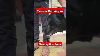 CANINE Distemper Chewing Gum Feats drrahulpetscare caninedistemper pets dog [upl. by Sirap520]