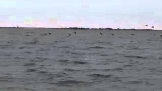 Gardiners Sea Duck Hunting landing in rig [upl. by Lamiv675]