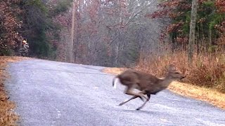 Management Deer Hunt at the White Hall Hunt Club 12202014 [upl. by Guinna199]