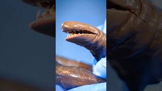 Is this the Alaskan Bull Worm huge worm teeth Alaskan bull omg real crazy [upl. by Enilhtak]